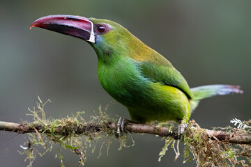 Obraz premium Crimson-rumped Toucanet Perched on Mossy Branch in Cloud Forest