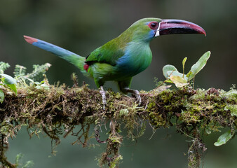 Obraz premium Crimson-rumped Toucanet Perched on Mossy Branch in Cloud Forest