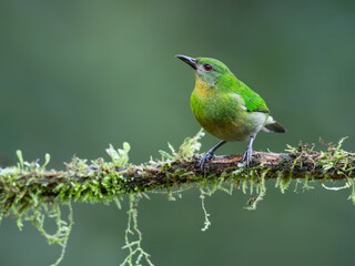 Obraz premium Female Green Honeycreeper Perched On Mossy Branch In Mist