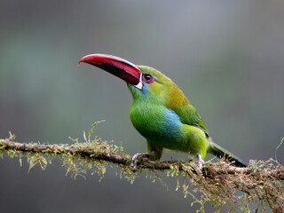 Obraz premium Crimson-rumped Toucanet Perched on Mossy Branch in Cloud Forest