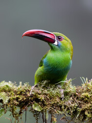 Obraz premium Crimson-rumped Toucanet Perched on Mossy Branch in Cloud Forest