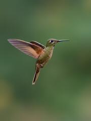 Fototapeta premium Fawn-breasted Brilliant Hummingbird Hovering in Flight Against Green Background