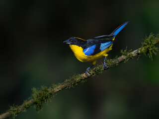 Fototapeta premium Blue-winged Mountain Tanager Perched on a Mossy Branch in Cloud Forest
