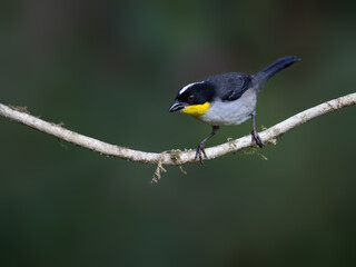 Fototapeta premium White-naped Brushfinch Perching on a Thin Mossy Branch in Forest