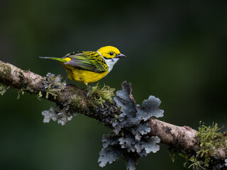 Fototapeta premium Silver-throated Tanager Perched on Lichen Covered Branch in Rainforest