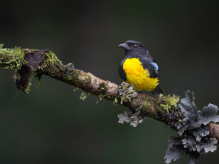 Fototapeta premium Blue-winged Mountain Tanager Perched On Mossy Branch In Cloud Forest