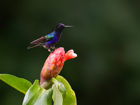 Male Velvet-purple Coronet Hummingbird Perching on Mossy Branch