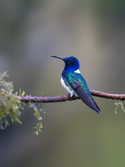 Obraz premium Male White-necked Jacobin Hummingbird Perched On Mossy Branch