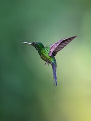 Obraz premium Male Empress Brilliant Hummingbird Hovering in Tropical Forest Habitat