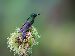 Obraz premium Male Empress Brilliant Hummingbird Perched On Flowery Mossy Branch