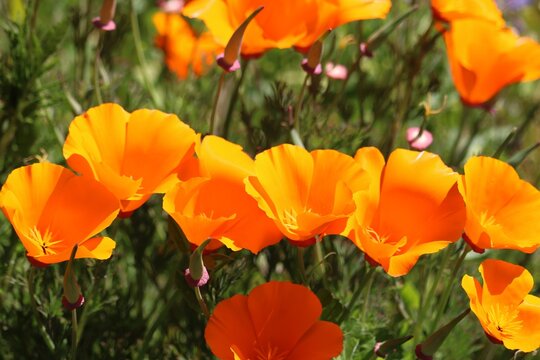 Pavot de Californie