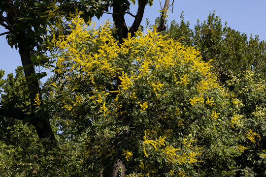 Blooming Koelreuteria paniculata with bright yellow flowers in spring. Ornamental golden rain tree in full blossom surrounded by lush green foliage and blue sky.
