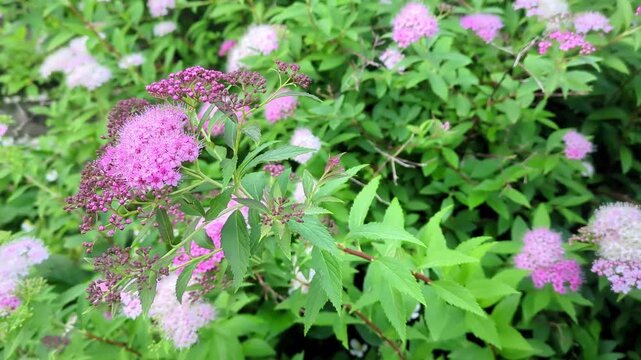 Pink Spiraea japonica flowers swaying in the wind / 風に揺れるピンク色のシモツケの花