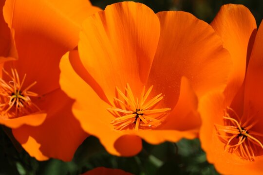 Pavot de Californie