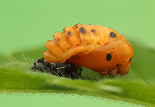 Ladybug pupa on a leaf