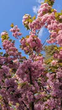 Blooming cherry blossom branches on a sakura tree in spring.