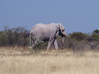 Słoń afrykański Namibia © Agnieszka