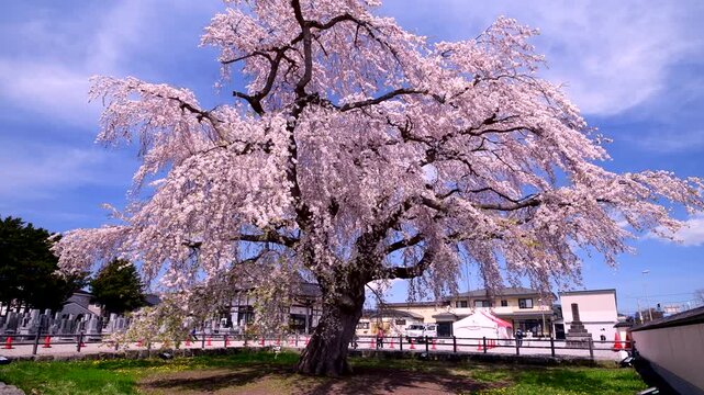 法亀寺のしだれ桜