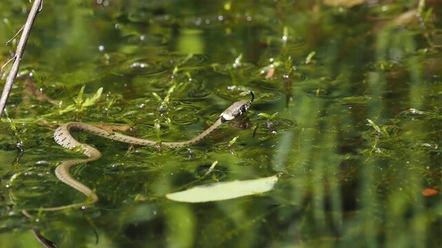 Barrenringelnatter (Natrix helvetica)