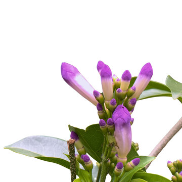 Garlic vine flowers buds isolated on transparent background