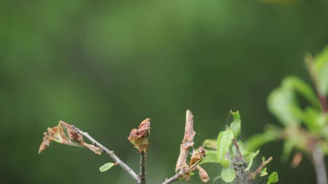 Sommergoldh&auml;hnchen, Regulus ignicapilla