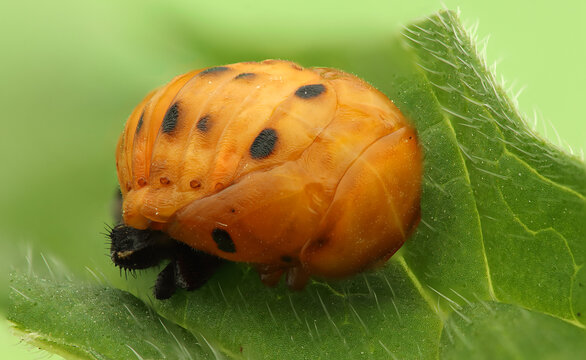 Ladybug pupa on a leaf