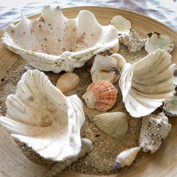 Sea shell collection displayed  on a platter 