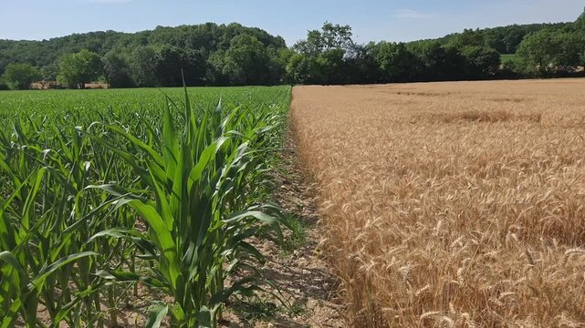 Paysage agricole montrant une limite de parcelle entre un champ de bl&eacute; m&ucirc;r et un champ de ma&iuml;s en croissance