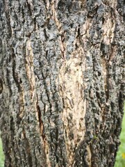 Fototapeta premium Detailed view of the rough, textured surface of tree bark, showing variations in color and pattern.