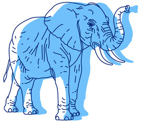 Fototapeta premium African Elephant with Raised Trunk, Line Sketch Illustration with Blue Shading