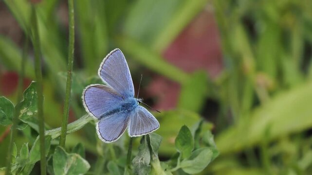Hauhechel-Bl&auml;uling (Polyommatus icarus)