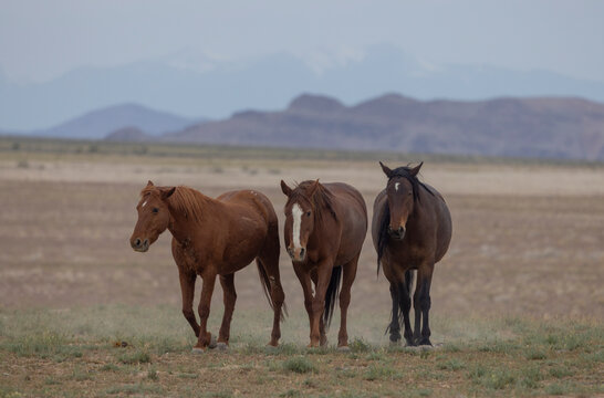 Wild Horses in Springtime in the Utah Desert