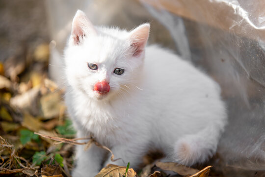 Small white kitten nestled among dry fallen autumn leaf looking alert in an outdoor garden setting, sweet pet portrait.