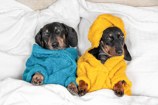 A black dachshund dog in a blue robe lies beside puppy in a yellow robe nestled in white blankets on a bed in a cozy relaxing spa style bedroom