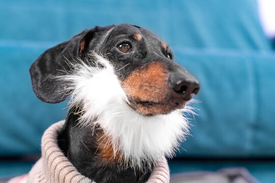 A black dachshund dog with brown markings sports a fluffy white beard and beige knitted sweater while gazing upward in front of a blue sofa in a warm home setting