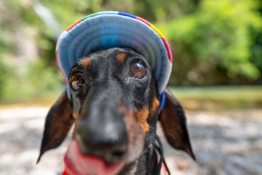 A black and tan dachshund wearing a bright striped cap against the backdrop of a waterfall licks its lips teasingly and looks devotedly at the camera, an adventure portrait in nature and on a walk. 