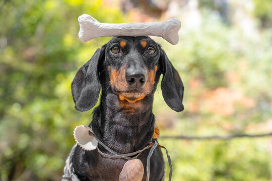 A black and tan dachshund, balancing a white bone on its head and dressed in a primitive costume against a green landscape, is a funny trick performed by a trained pet