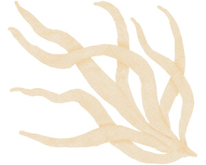 Hand drawn watercolor style illustration of beige kelp or seaweed strands © Island Tulip Designs