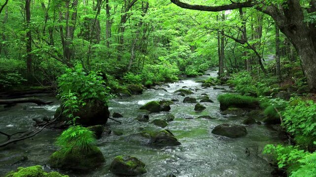 新緑の奥入瀬渓流　三乱の流れ