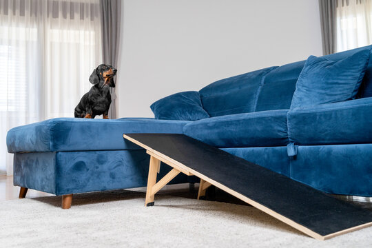 Black and tan dachshund dog using a wooden dog ramp leaned against a blue sofa, pet accessibility product concept, indoor lifestyle.