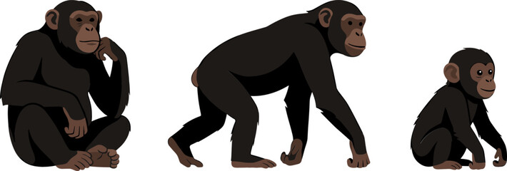 Chimpanzee Vector Character Set Featuring Adult Chimp Thinking Walking on All Fours and Cute Baby Monkey Isolated on White Background © monoara