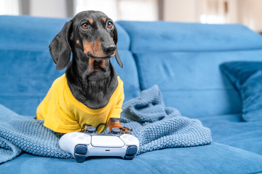 Black and tan dachshund dog in a yellow outfit holding a white game controller on a blue sofa, gamer humor concept