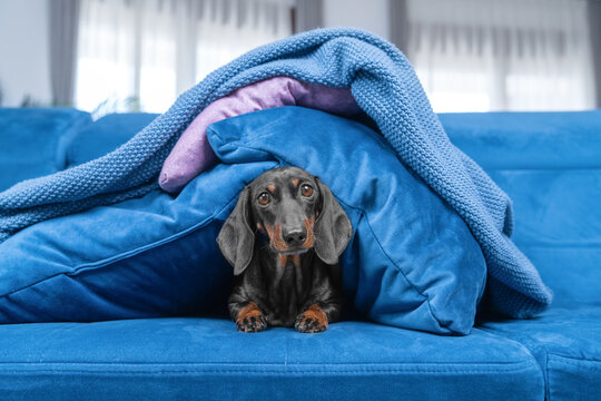 A black and tan dachshund emerges from under a blue blanket on a cozy sofa in a bright room - a comfortable lifestyle with pets, hiding from noise