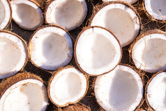 High-angle view of halved brown coconuts drying in the sun. Fresh organic copra production process for oil and food industry, showcasing natural white coconut meat texture and tropical agriculture