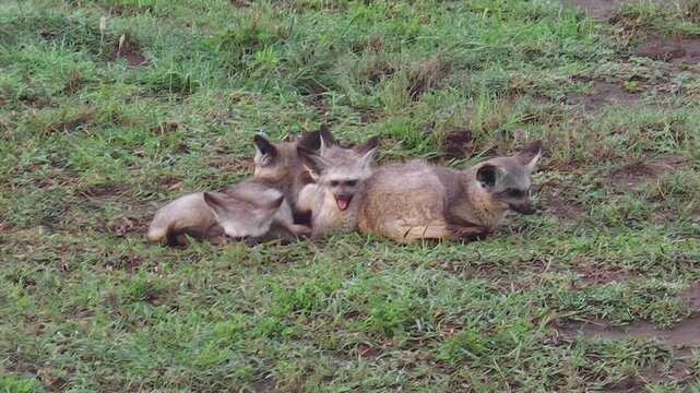 a herd of Red bat-eared foxes, Otocyon megalotis species, resting on the grass in the Serengeti National Park, Tanzania, Africa.