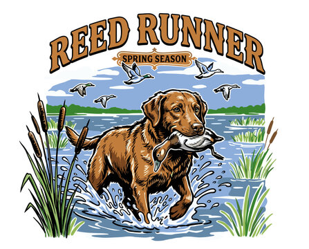 Duck hunting labrador retriever illustration. Reed runner spring season badge. Vintage hunting dog retrieving waterfowl in marsh graphic.