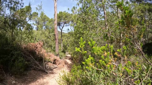Handheld Static Shot of a Hiking Trail Through Aleppo Pine Forest, Mallorca, Spain