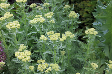 Macro image of Fernleaf Yarrow plants in early summer, Nottinghamshire England  © Judith