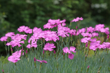Obraz premium Side view of a cluster of Cheddar Pink blooms, Nottinghamshire England 