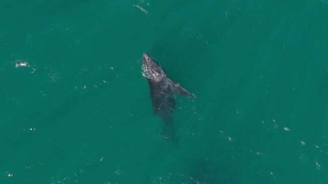 Cr&iacute;a de Ballena Jorobada en El Salvador
